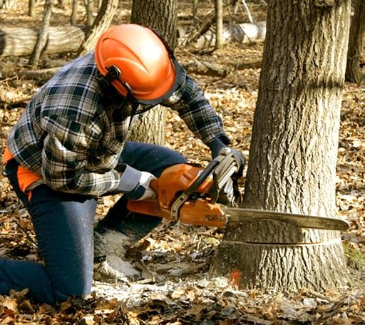Tree Removal in Meridian, NY